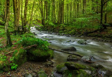 Rapid stream flow through ancient green forest. stones covered with moss lay on the shore. beautiful nature view in summer time. clipart