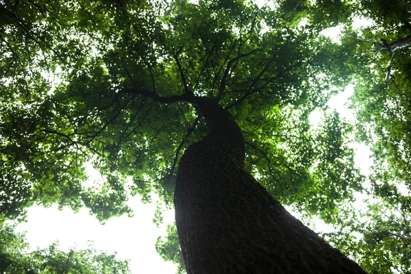 Árbol Verde Sobre Fondo Brillante Del Cielo — Foto de Stock