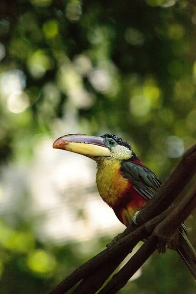 Curl Чубата Aracari Називається Pteroglossus Beauharnaesii Знайдені Тропічних Лісів Південної — стокове фото