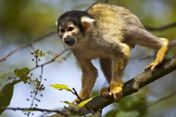 Squirrel Monkey Tree — Stock Photo, Image