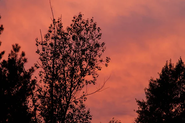 Forêt Noire Beau Coucher Soleil Rouge Avec Des Nuages — Photo