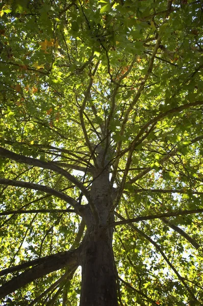 Φωτεινή Λεπτομέρεια Ενός Γιγαντιαίου Δέντρου — Φωτογραφία Αρχείου