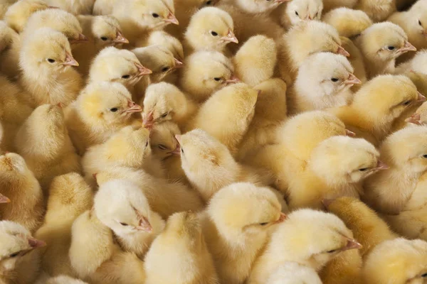 Baby Chicks Close View — Stok Foto