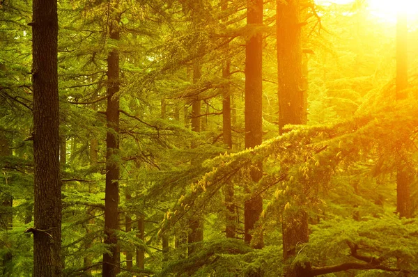 Vacker Solnedgång Skogen Hösten Tallskog Shimla Capital City Himachal Pradesh — Stockfoto