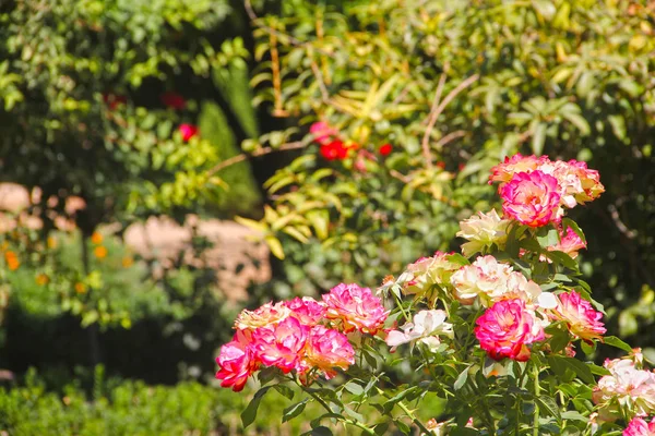 Jardín Con Hermosas Flores Rosadas Día Soleado —  Fotos de Stock
