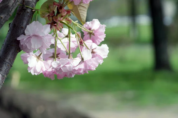 Bunga Yang Cantik Musim Semi Latar Belakang Alami Fokus Lembut — Stok Foto