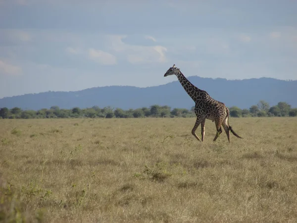 Tsavo Nationalpark Kenia — Stockfoto
