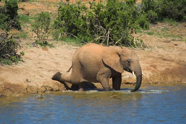 Elefante Estirándose Para Conseguir Una Bebida —  Fotos de Stock
