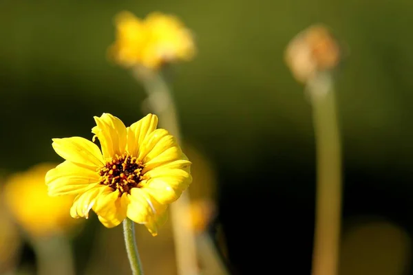 Makro Snímek Polem Žlutými Květy — Stock fotografie