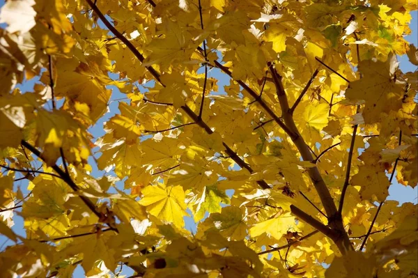 Folhas Amarelas Secas Uma Árvore Outono — Fotografia de Stock
