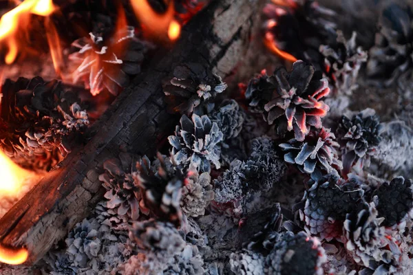 篝火的特写的背景与燃烧的锥 — 图库照片