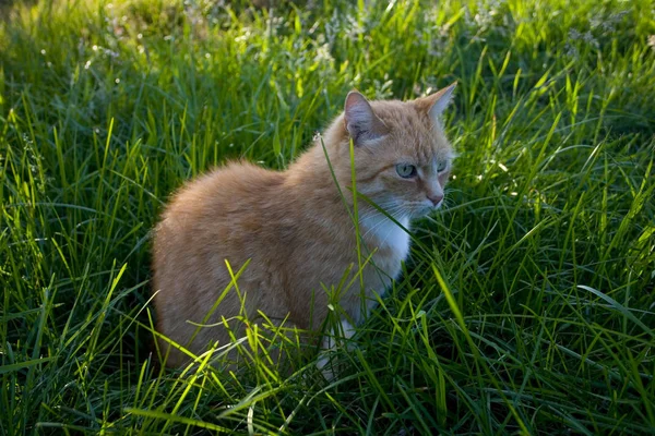 Chat Solitaire Dans Gras — Photo