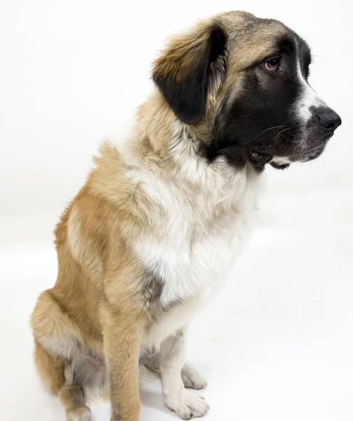 Sitzender Hund Auf Isoliertem Hintergrund — Stockfoto