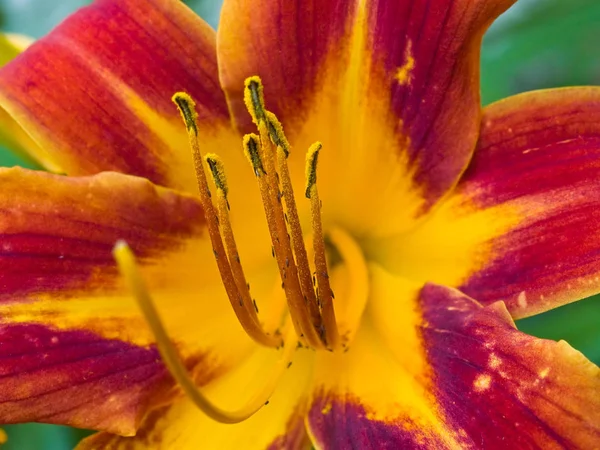 Wildblumen Wachsen Einem Sonnigen Garten Lilien — Stockfoto