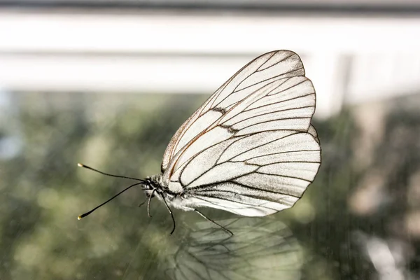 Schmetterling Auf Dem Glas Weißkohl Foto Für Ihr Design — Stockfoto