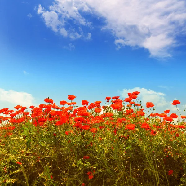 Amapolas Rojas Silvestres Bajo Cielo Verano — Foto de Stock