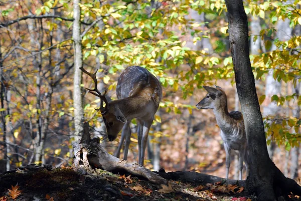 Foto Van Een Mooi Damhert Dama Dama Een Kleurrijke Forest — Stockfoto