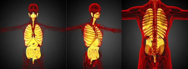 Rendering Ιατρική Απεικόνιση Του Ανθρώπινο Πεπτικό Και Αναπνευστικό Σύστημα — Φωτογραφία Αρχείου