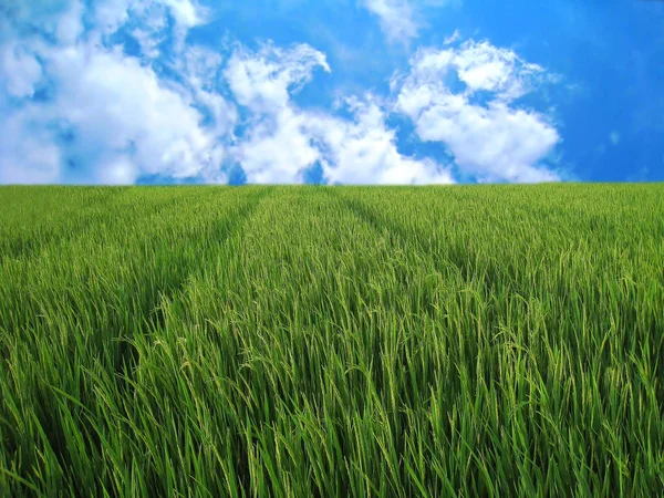 Reisfeld Blauen Himmel — Stockfoto