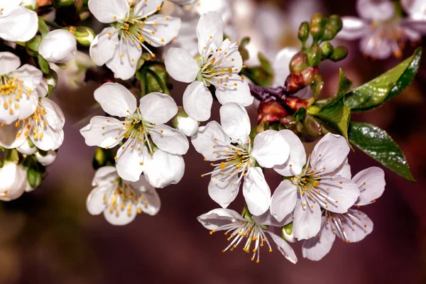 Ветвь Цветения Вишни Большим Количеством Белых Цветов — стоковое фото