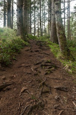 muddy hiking trailmuddy forest trail clipart