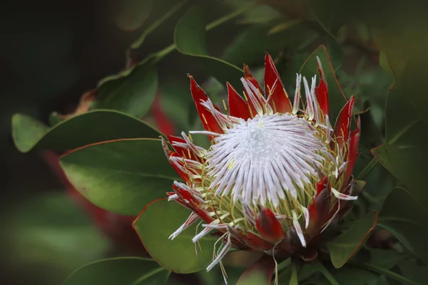 Красивые Местные Растения Protea Известный Сахар Цветах — стоковое фото