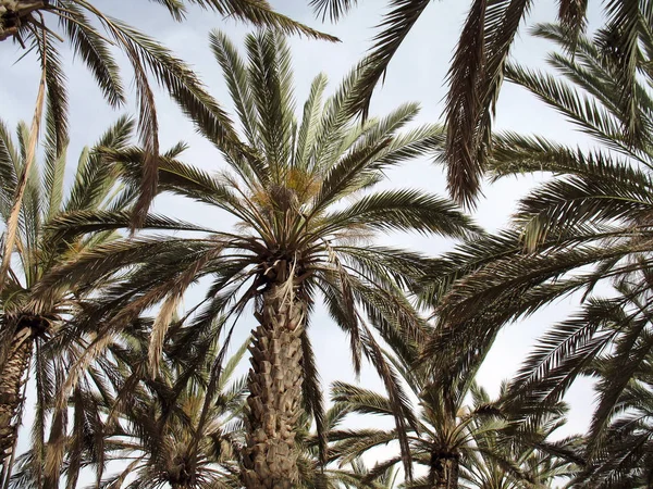 Palmiye Ağaçları Yakın Çekim Görünümü — Stok fotoğraf