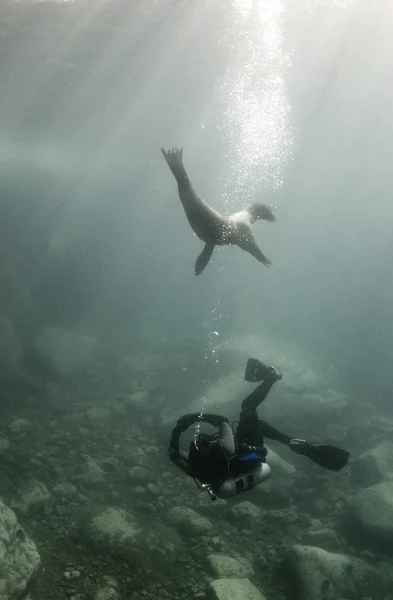 ダイバーとカリフォルニアアシカ ザロフスカリフォルニアヌス メキシコのコルテス海で水中で一緒に遊びます — ストック写真