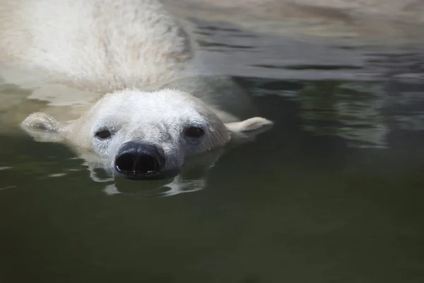 北极熊在水中游泳 — 图库照片