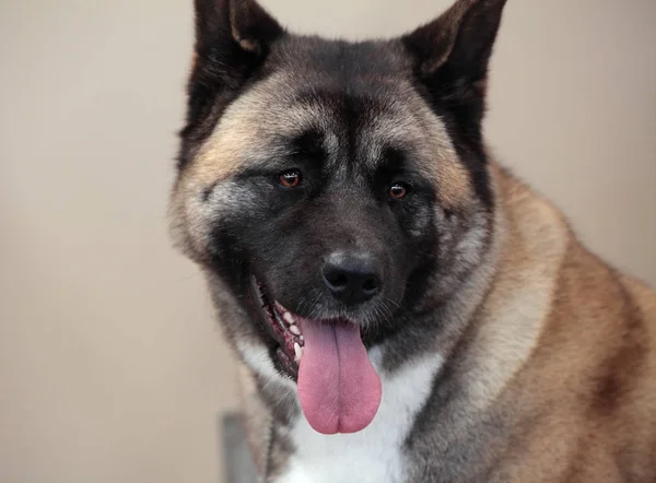 Schattig Brindle Gekleurde Akita Hond Beige Achtergrond — Stockfoto