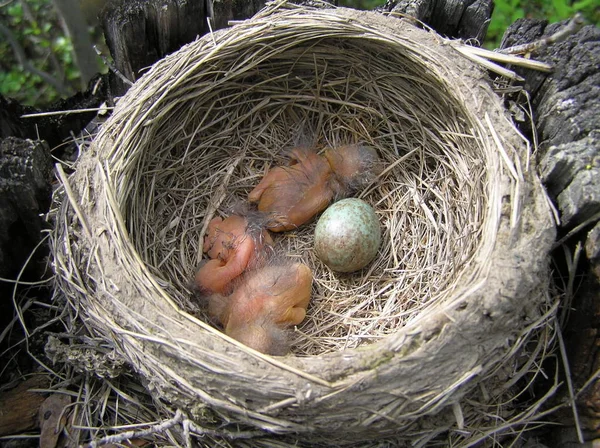 Den Vilda Naturen Sakhalin Baby Fåglar Ett — Stockfoto