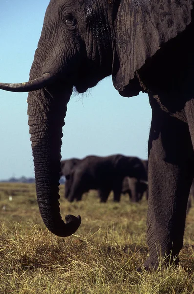 Elefantes Primer Plano Fondo Visto Entre Tronco —  Fotos de Stock