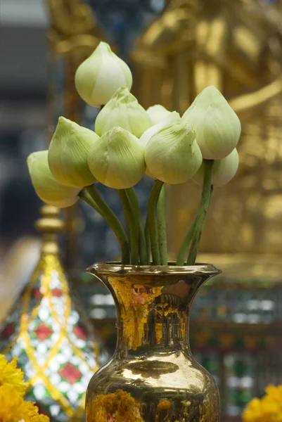 Lotus Blommor Gyllene Vas Vid Ett Buddhistiskt Tempel Bangkok Thailand — Stockfoto