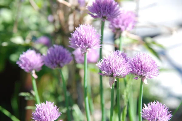 Vista Cerca Hermosa Flor — Foto de Stock