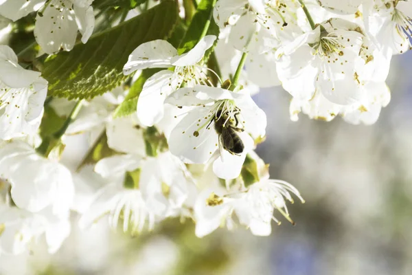 Bee Cseresznyevirág Tavasszal — Stock Fotó