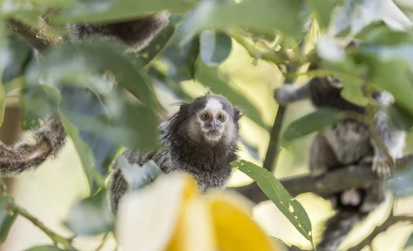 바나나를 마모셋 원숭이 — 스톡 사진
