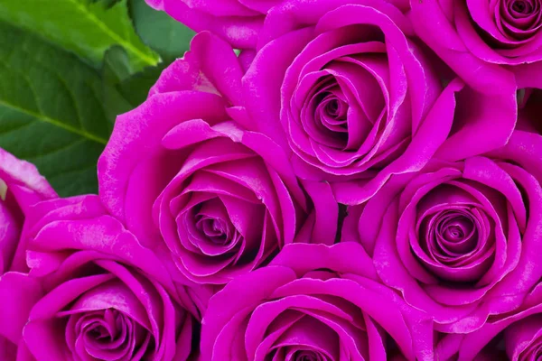 Růžové Růže Přírodní Pozadí — Stock fotografie
