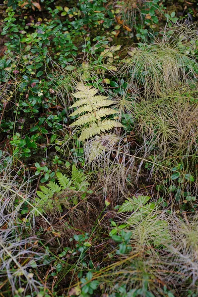 Fern Autumn Forest — Stock Photo, Image