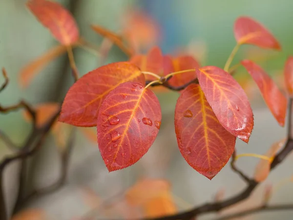 Autumn Branch Tree — Stock Photo, Image