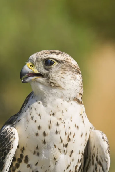 Falcon Saker Falco Cherrug Orientation Paysage — Photo