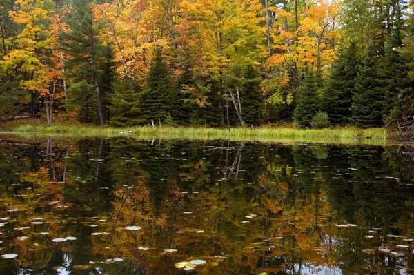 Reflet Forêt Colorée Surface Lac Par Temps Couvert — Photo