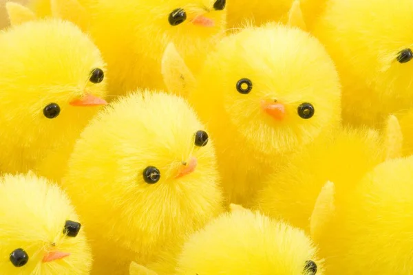 Μια Μεγάλη Ομάδα Από Νεογέννητα Κίτρινα Πασχαλινά Κοτόπουλα — Φωτογραφία Αρχείου