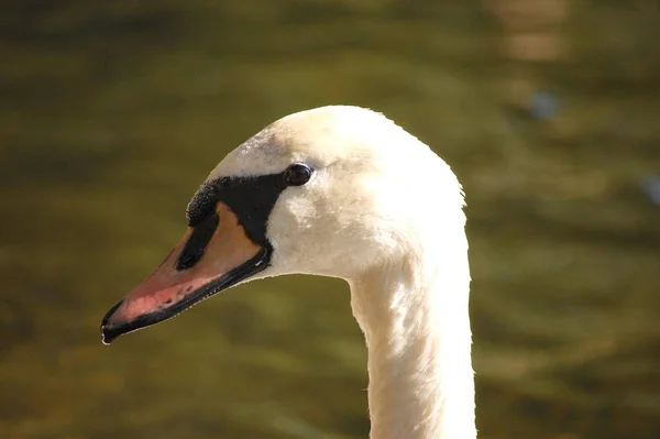 Cabeza Cisne —  Fotos de Stock