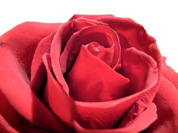Rosa Roja Fondo Natural — Foto de Stock
