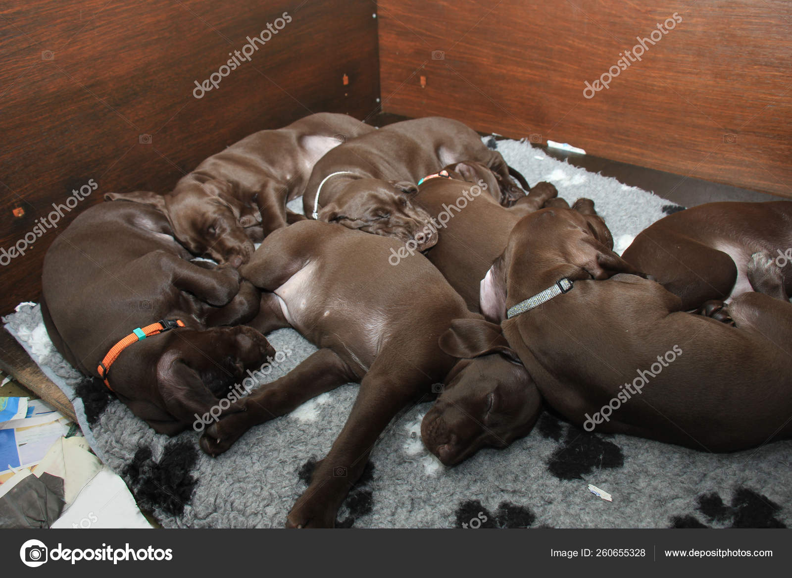 German Shorthaired Pointer Puppies Weeks Old Solid Liver Stock