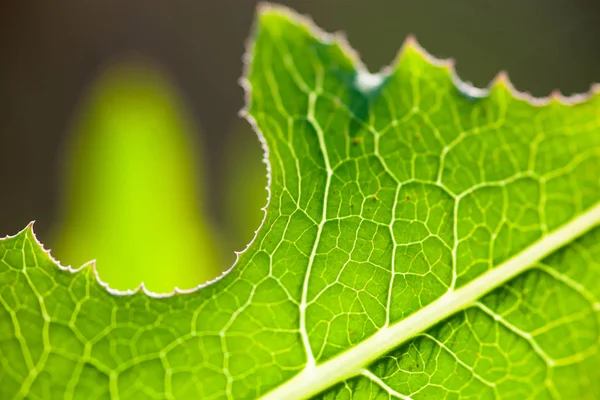 Primer Plano Hoja Verde Brillante Sol —  Fotos de Stock