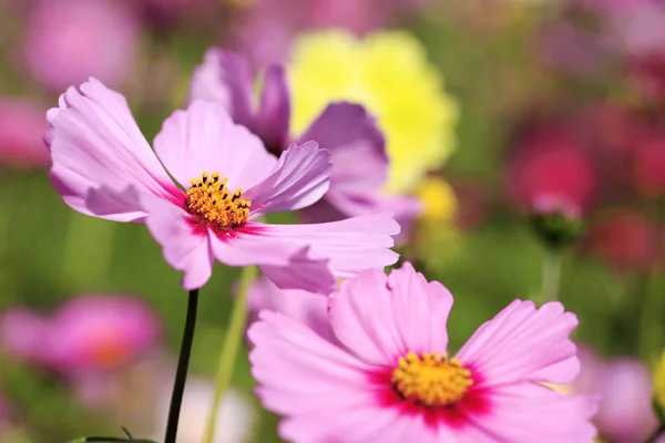 Cosmos Çiçek Alan Japonya — Stok fotoğraf