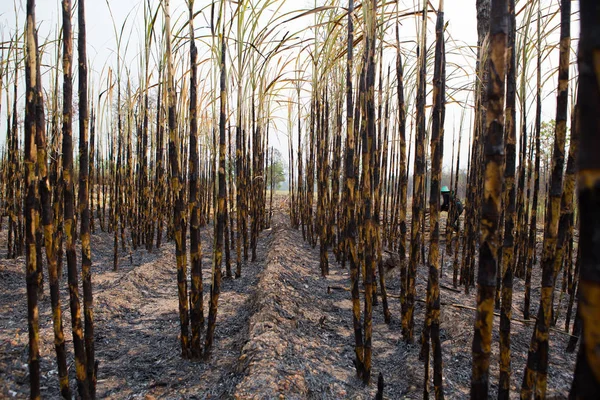 Campo Cana Açúcar Disparado Esta Colheita Mentod Fazer Aquecimento Global — Fotografia de Stock