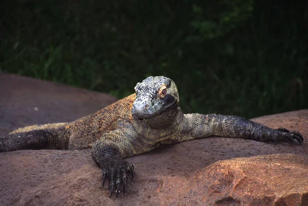 Encontro Próximo Dragão Komodo Zoológico Local — Fotografia de Stock