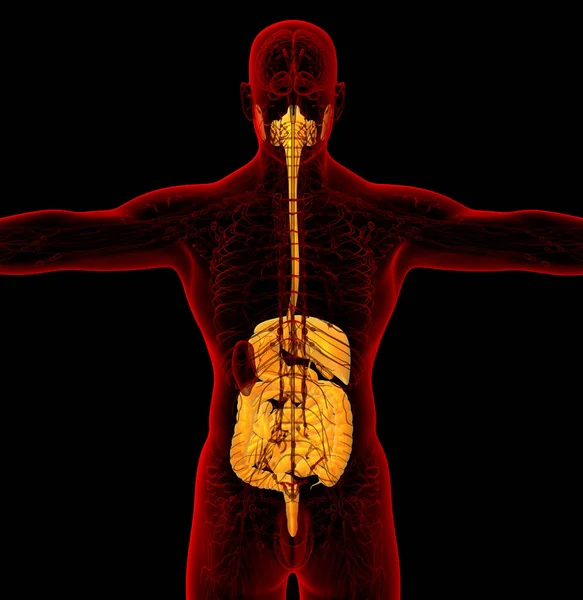 Візуалізація Медичної Ілюстрації Травної Системи Людини Вид Ззаду — стокове фото